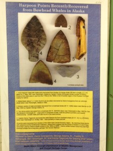 Barrow - Inupiat Heritage Center - harpoons found in whales