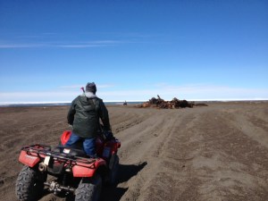 Barrow - whale carcasses and Polar Bear Bait Gray