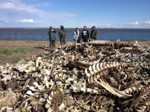 beluga bone pile