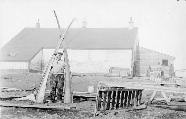 Charles Brower with baleen plates